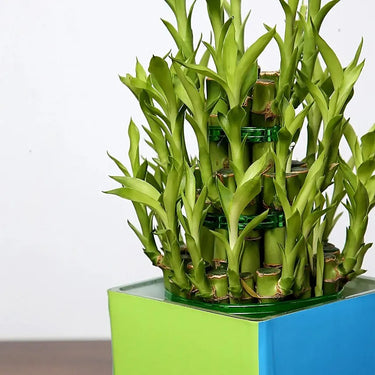 3 Layer Lucky Bamboo in Square Glass Vase